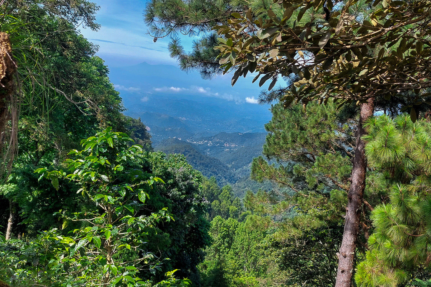 Gloria Imelda Portillo - El Salvador - Washed