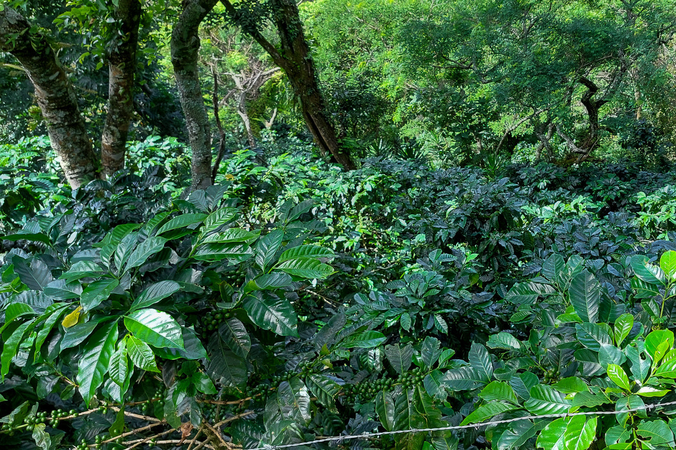 Gloria Imelda Portillo - El Salvador - Washed