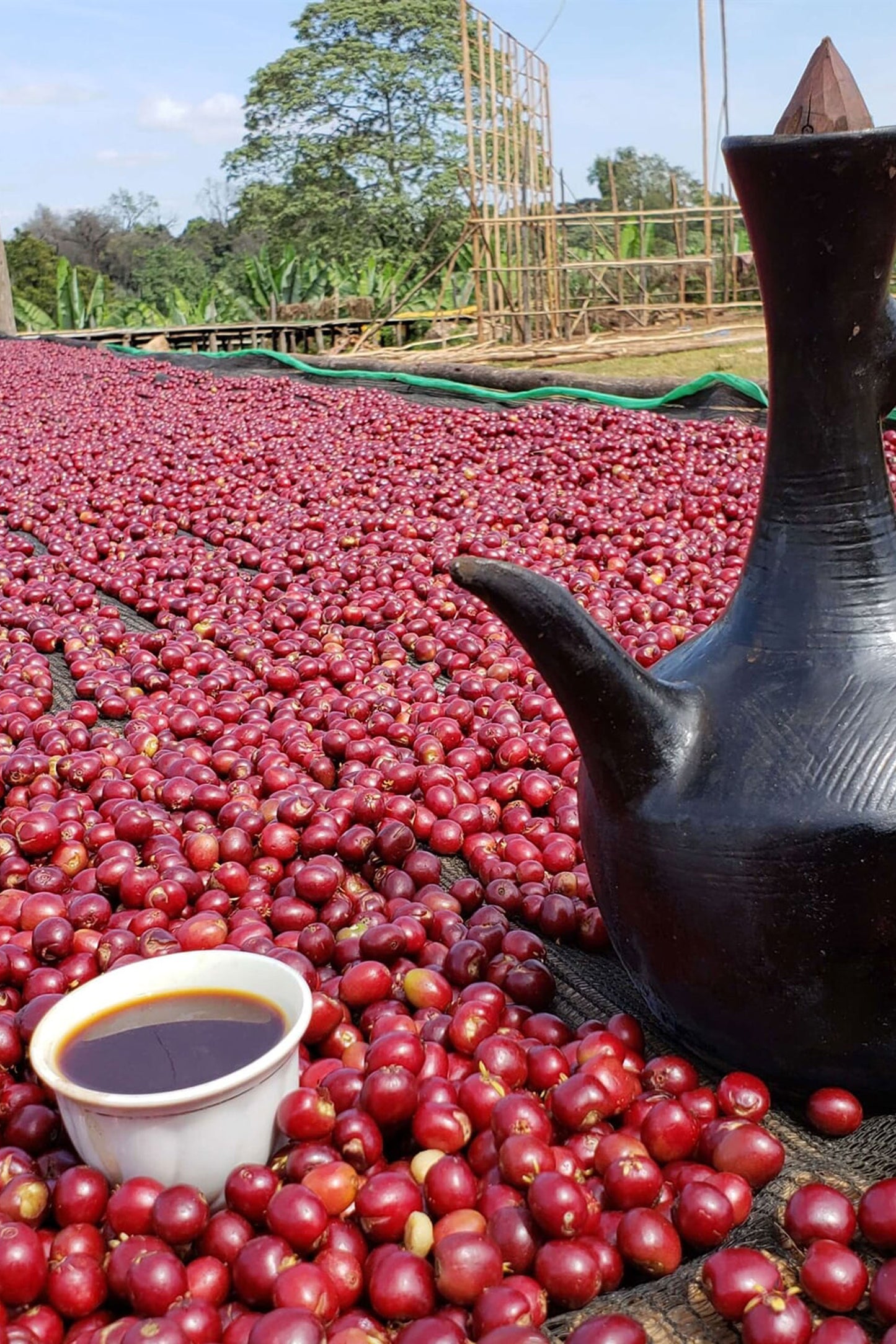 Koromii - Ethiopia - Natural