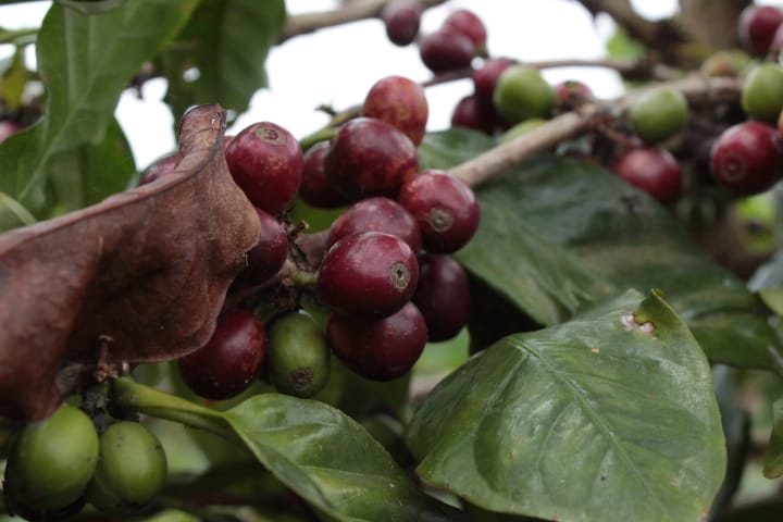 Huila Norte - Colombia - Washed