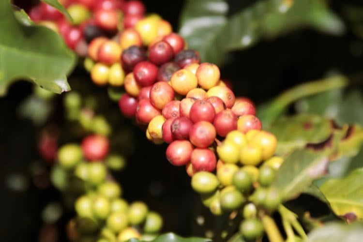 Cafeina Women's Group - Brazil - Natural