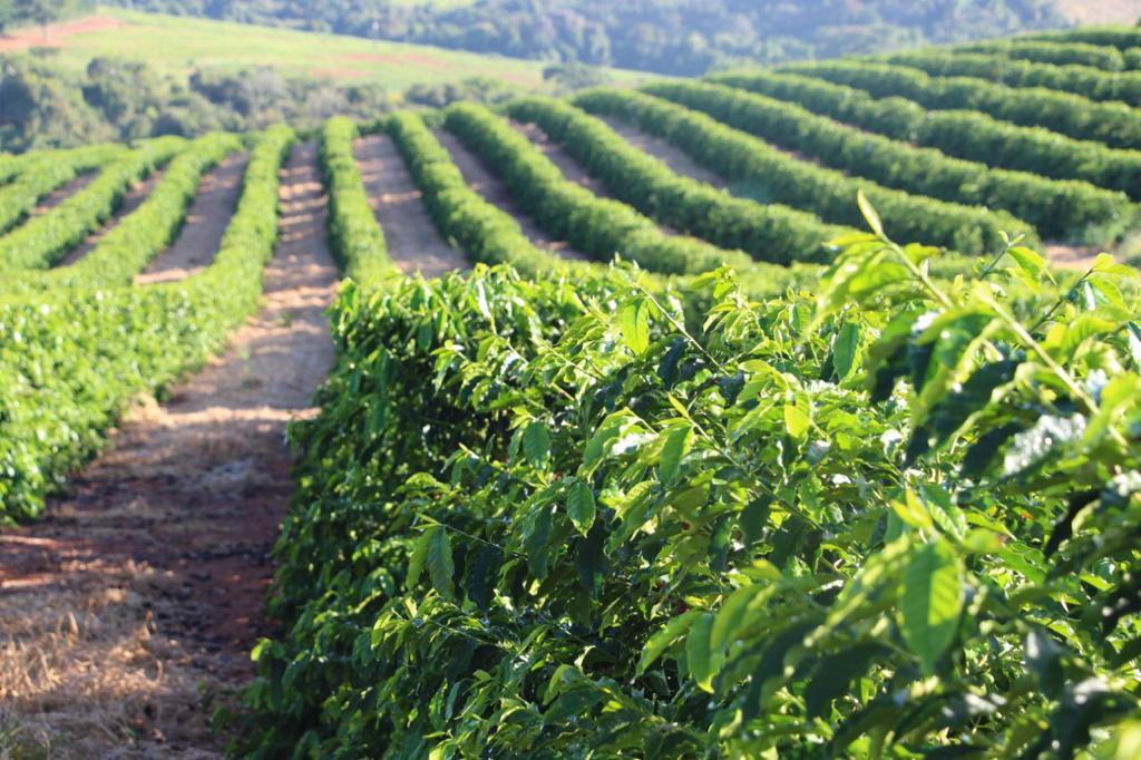 Cafeina Women's Group - Brazil - Natural