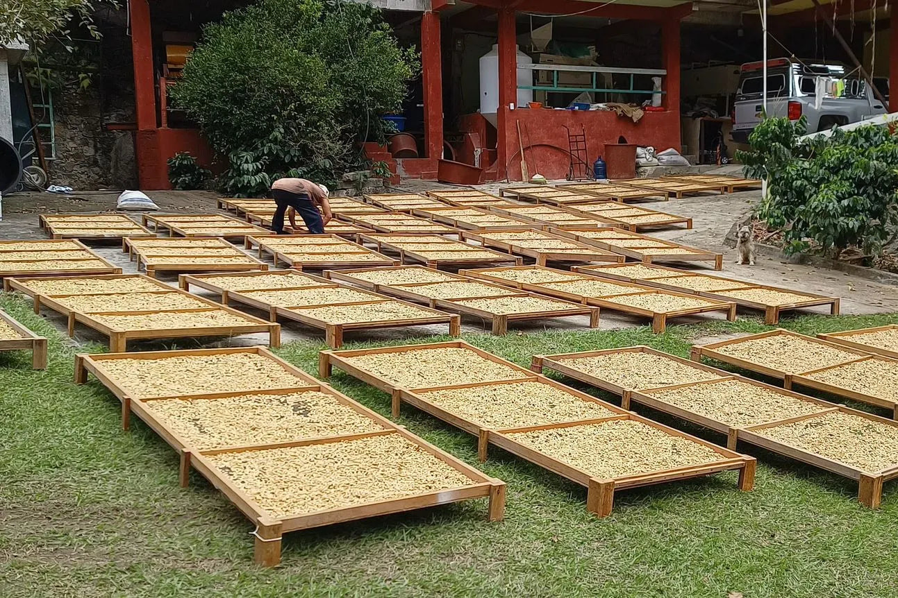 Cortés Posadas Family - Mexico - Honey