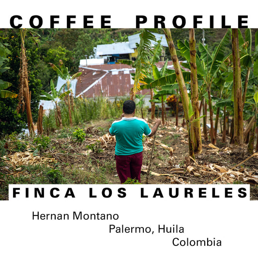 Coffee Profile: Finca Los Laureles