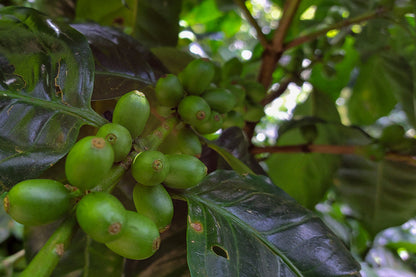 Gloria Imelda Portillo - El Salvador - Washed