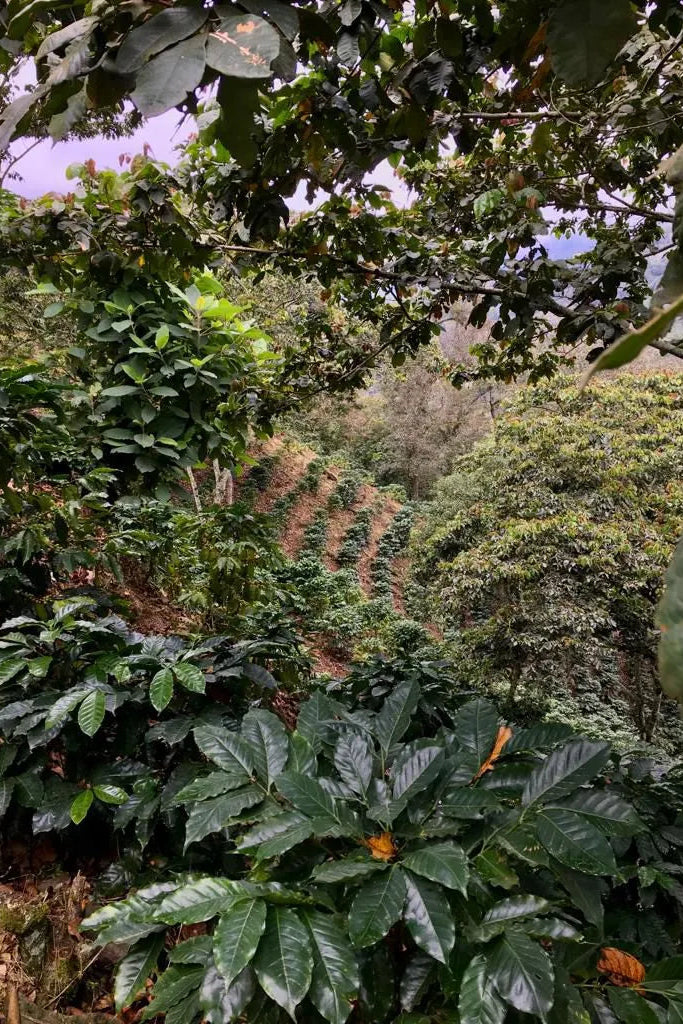 Cortés Posadas Family - Mexico - Honey