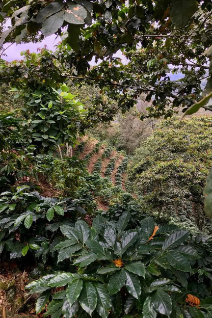 Cortés Posadas Family - Mexico - Honey