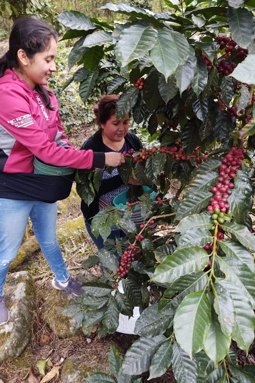 Cortés Posadas Family - Mexico - Honey