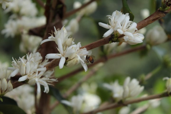 Huila Norte - Colombia - Washed