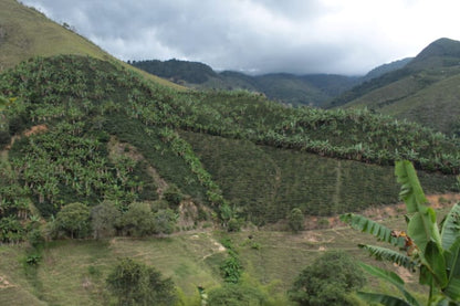 Huila Norte - Colombia - Washed