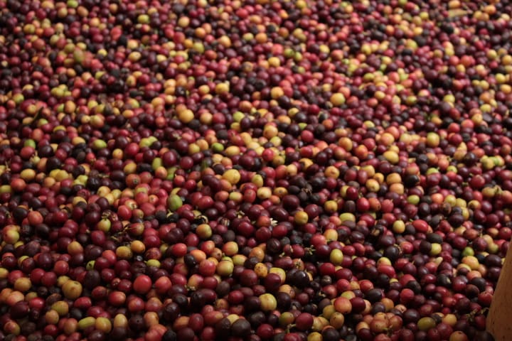 Huila Norte - Colombia - Washed