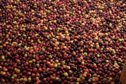 Huila Norte - Colombia - Washed