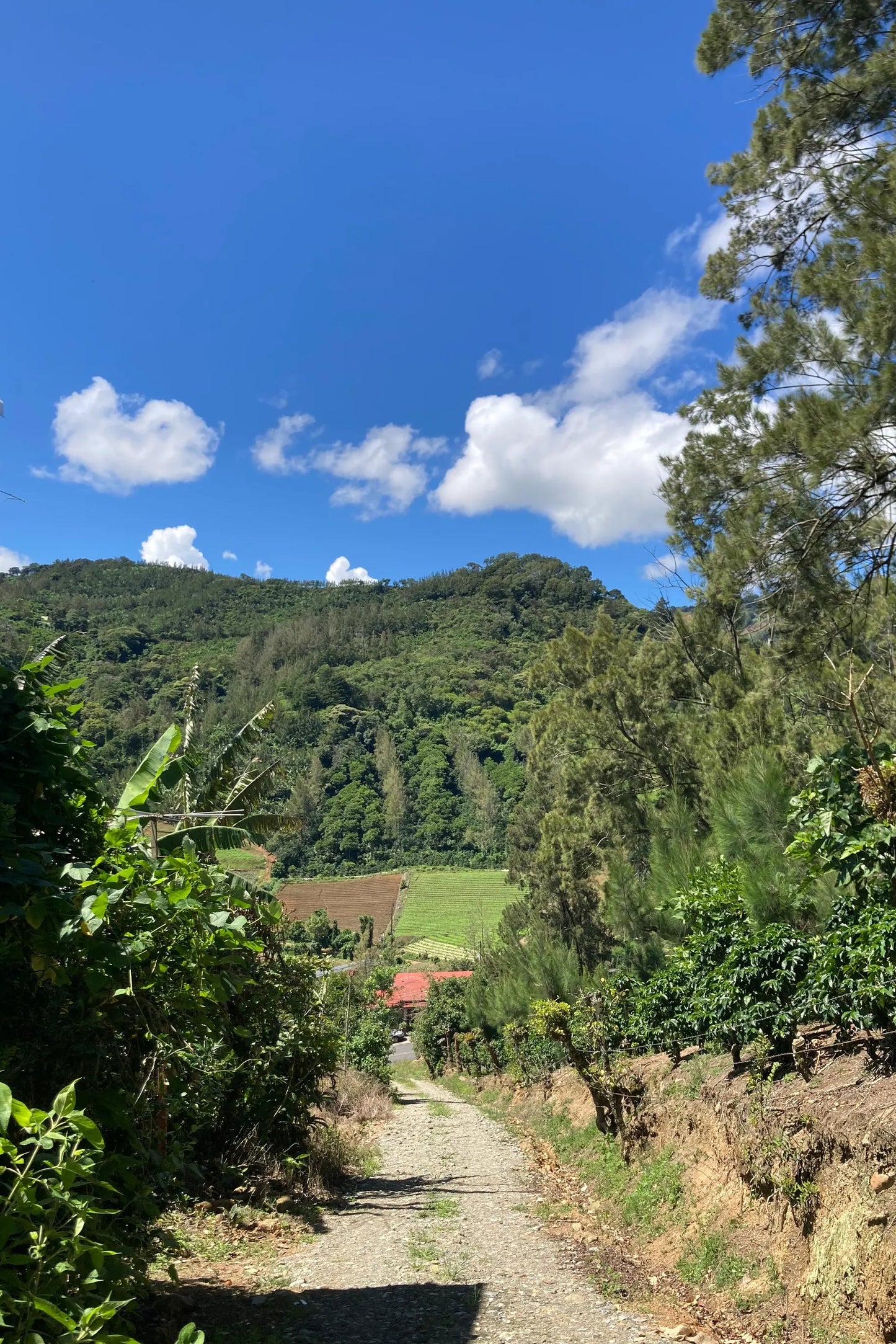 Tatiana Vargas - Costa Rica - Honey