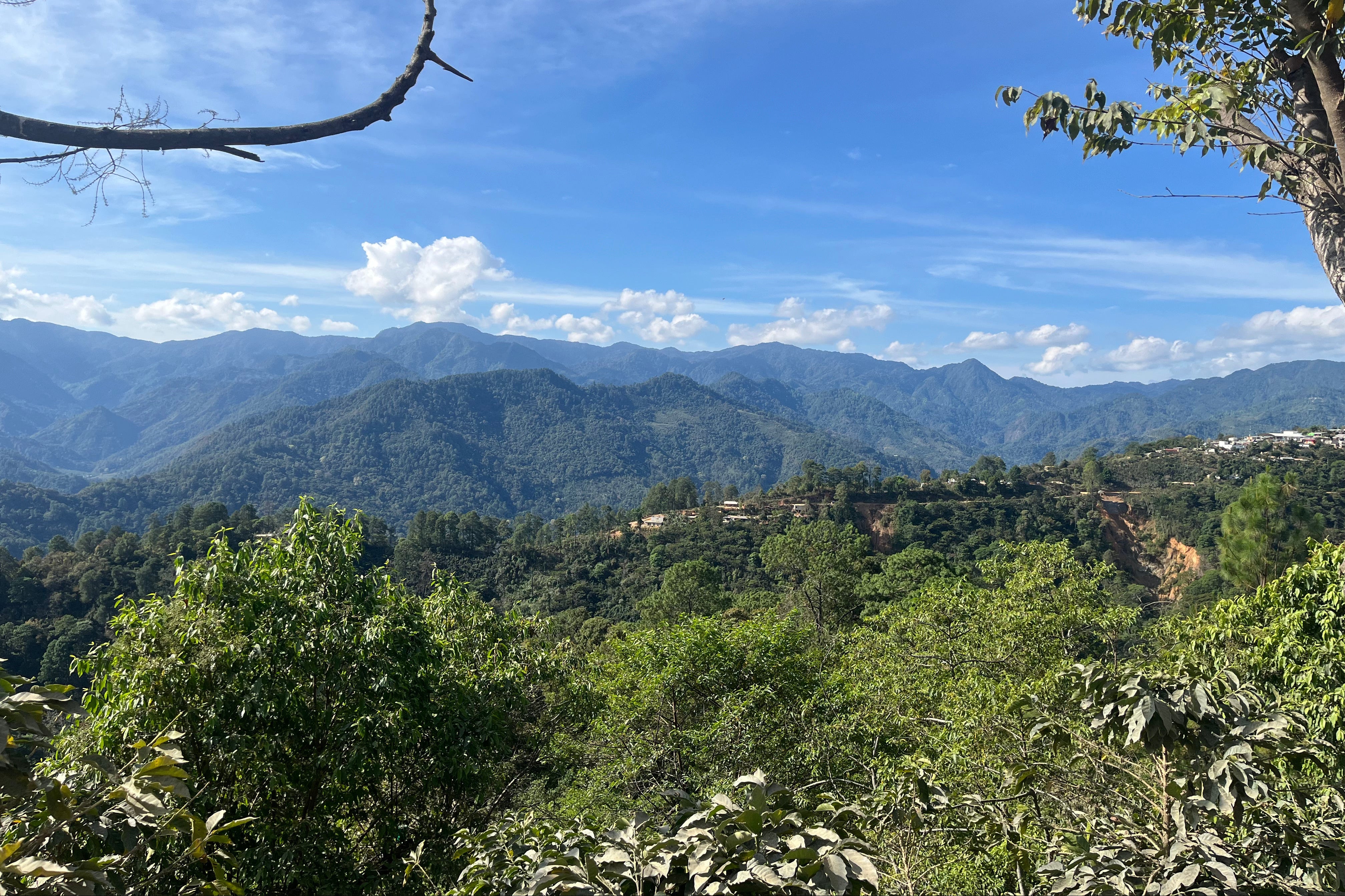 Vayichil Decaf - Mexico - Washed, Mountain Water Decaf – Vote Coffee