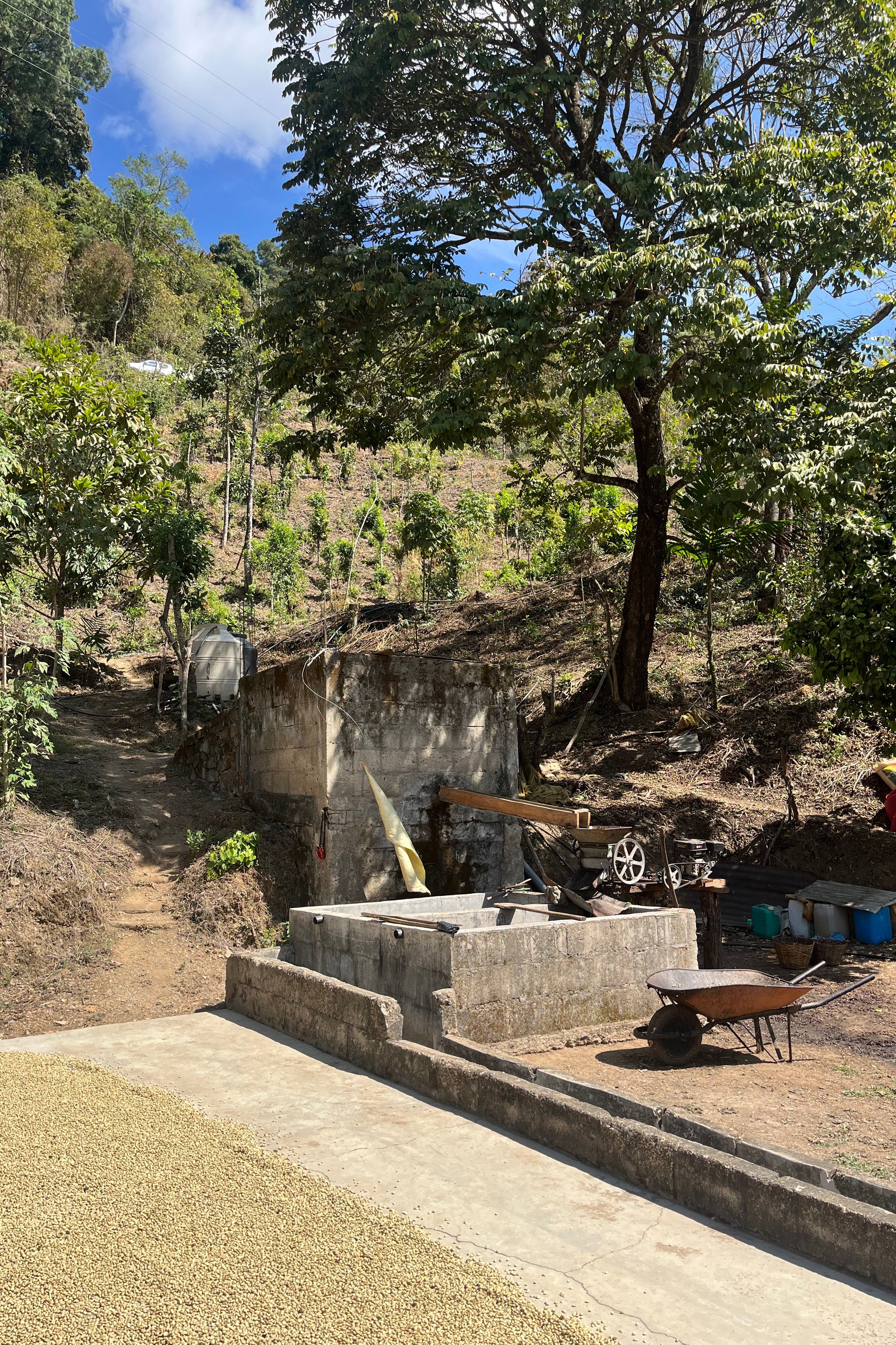Vayichil Decaf - Mexico - Washed, Mountain Water Decaf – Vote Coffee
