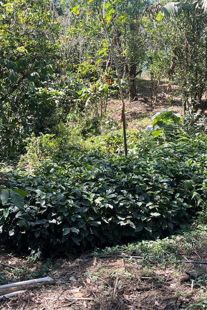 Vayichil Decaf - Mexico - Washed, Mountain Water Decaf Processed