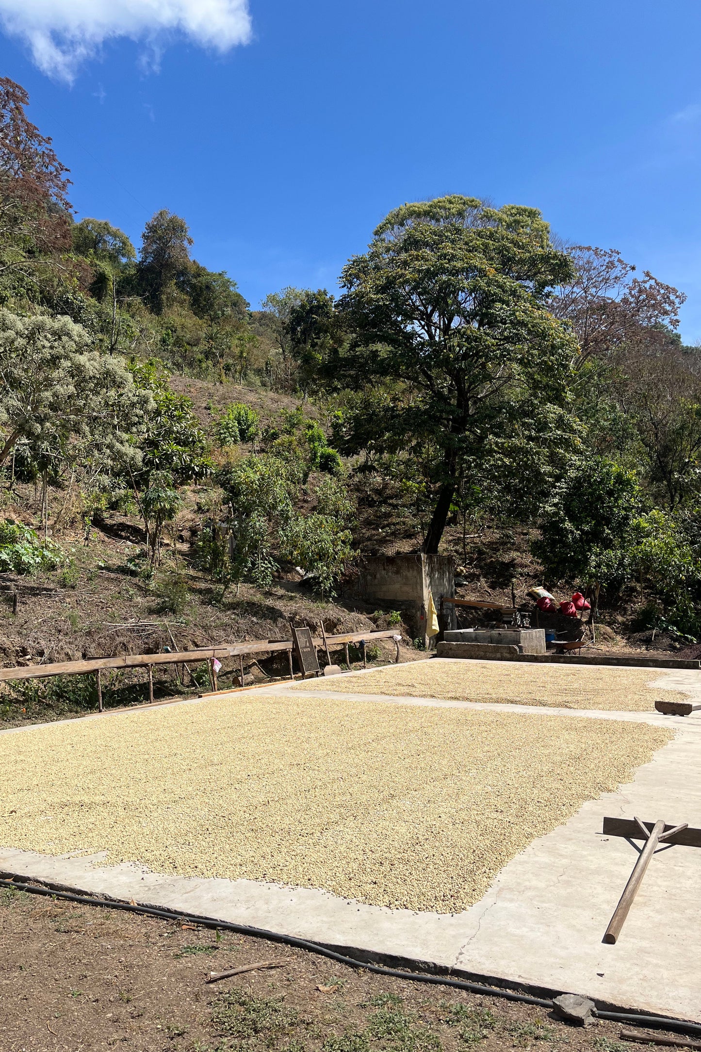 Vayichil Decaf - Mexico - Washed, Mountain Water Decaf Processed