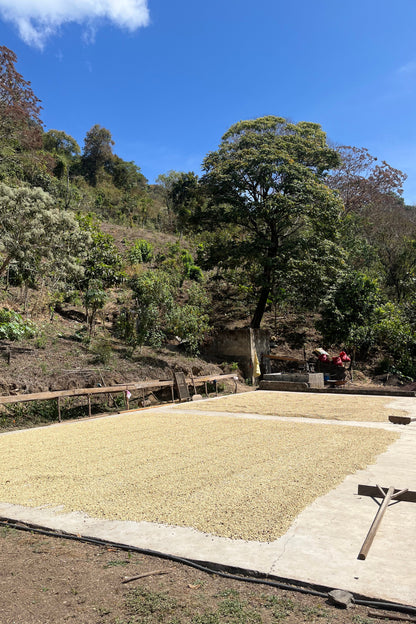 Vayichil Decaf - Mexico - Washed, Mountain Water Decaf Processed