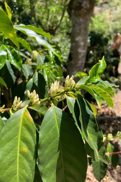 Tatiana Vargas - Costa Rica - Honey