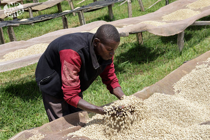 Matongo - Burundi - Washed