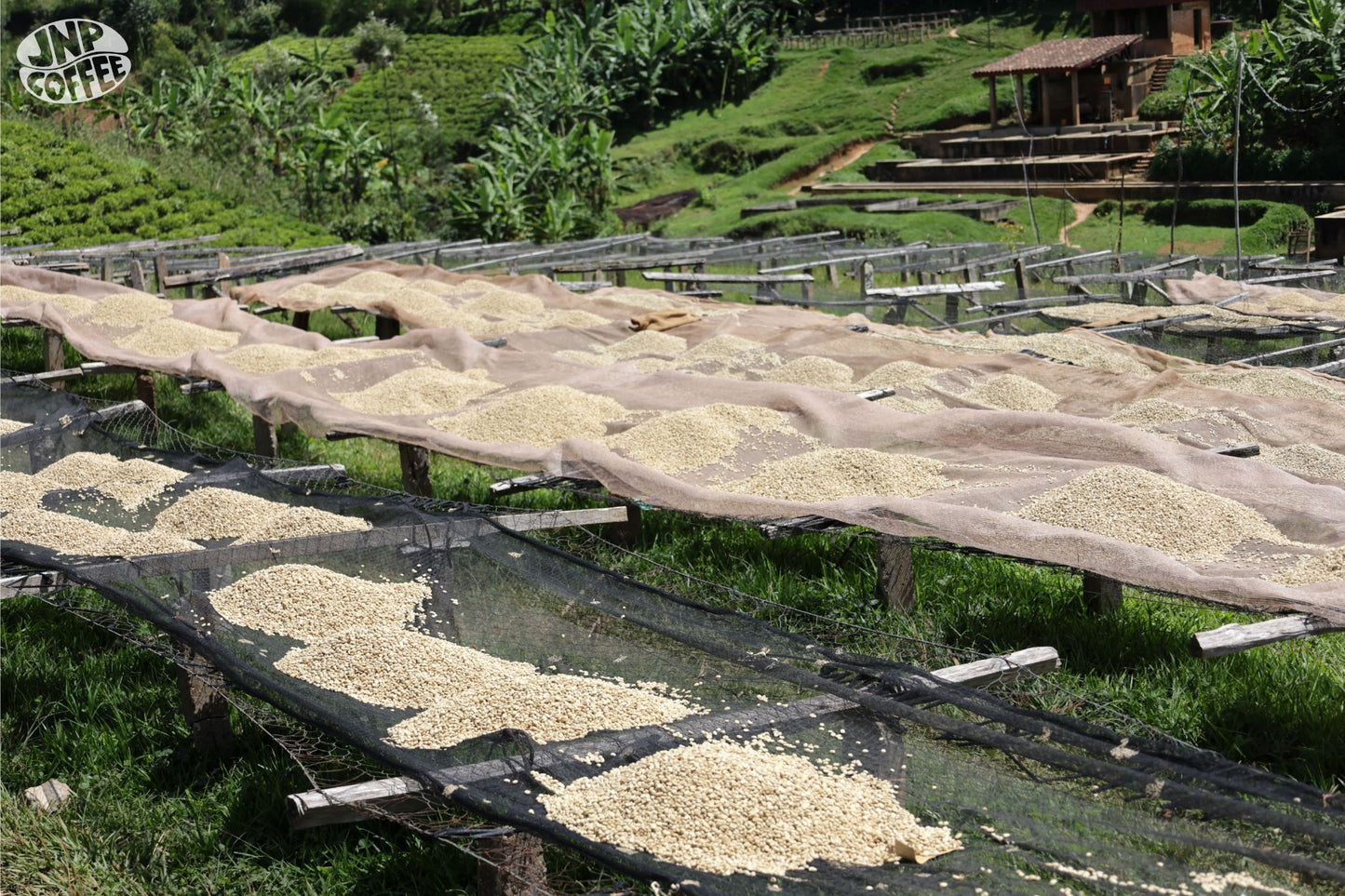 Matongo - Burundi - Washed