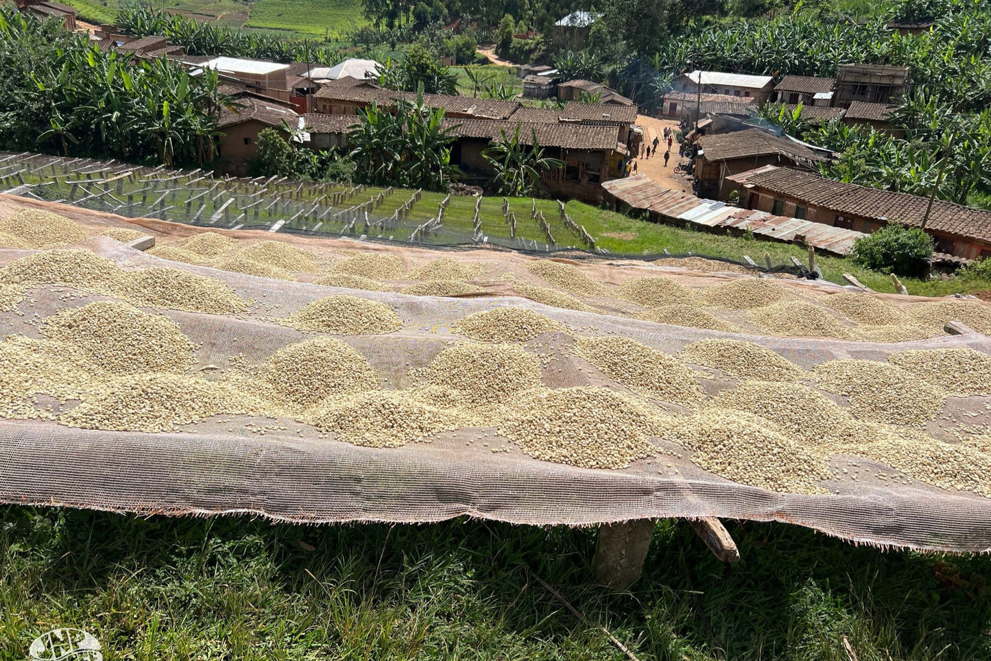 Matongo - Burundi - Washed