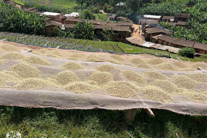 Matongo - Burundi - Washed