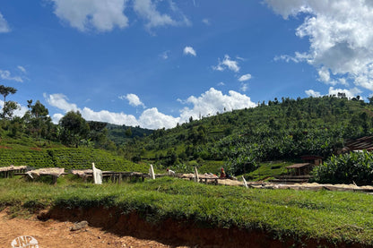 Matongo - Burundi - Washed