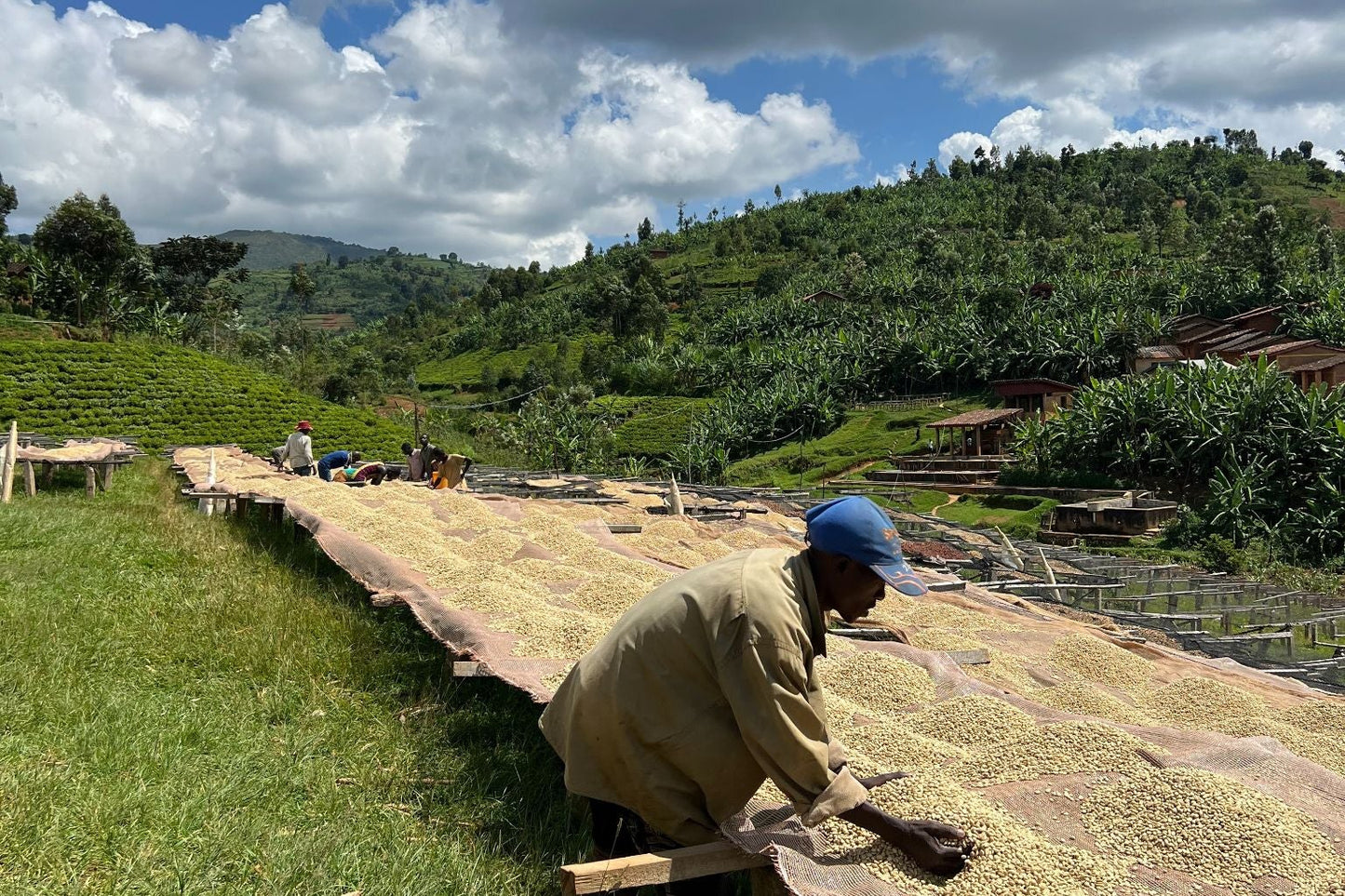 Matongo - Burundi - Washed