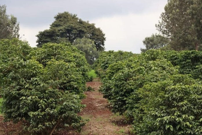 Kiandu AB - Kenya - Washed