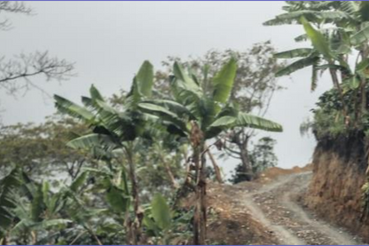 Community Lot Planadas - Colombia - Natural