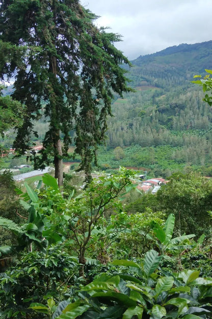 Tatiana Vargas - Costa Rica - Honey