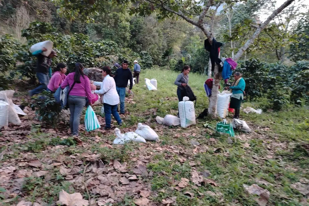 Cortés Posadas Family - Mexico - Honey
